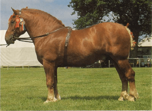 世界十大品种名马，世界上最强的五种马