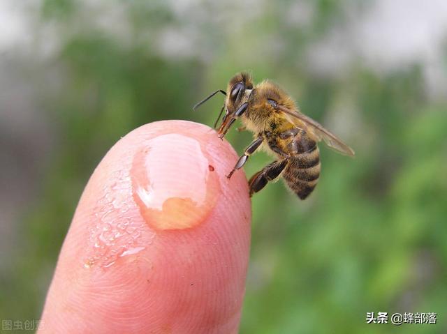 我的世界蜂巢怎么采集，怎么正确采集蜂巢（蜜蜂真是背着“背篓”采集花粉的）