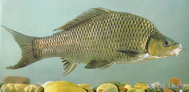 长江名贵鱼前十名，10大凶猛淡水鱼（我国保护的鱼类有87种）