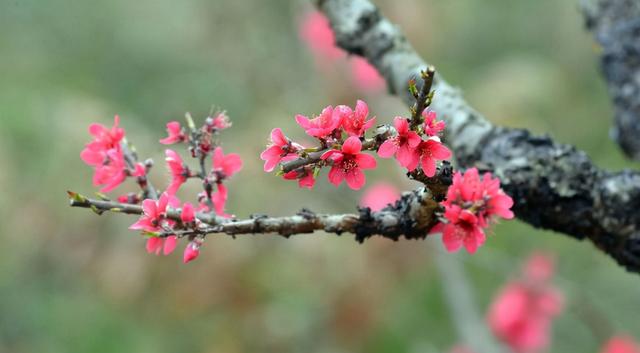 关于春分的古诗，春分的古诗有哪些（诗中寻春春亦浓）