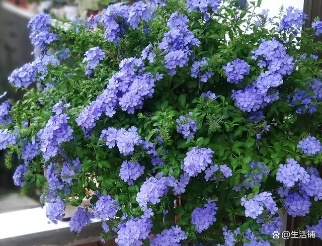 蓝雪花的养殖方法和注意事项，蓝雪花的修剪方法和注意事项（蓝雪花怎么扦插几月份扦插）