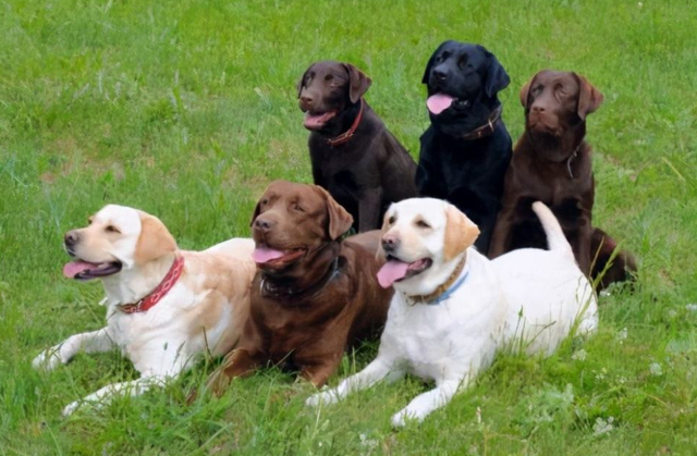 拉布拉多幼犬图片，纯种拉布拉多犬（纯种拉布拉多犬多少钱一只）