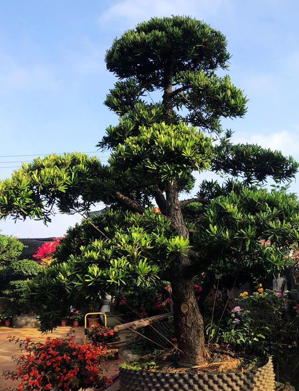 麒麟花的寓意是什么，客厅摆放麒麟的图片（海南迎春花市年味渐浓）