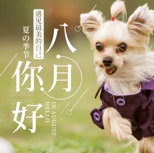 关于八月的唯美句子，关于八月的简短唯美句子（八月你好祝福问候唯美句子）