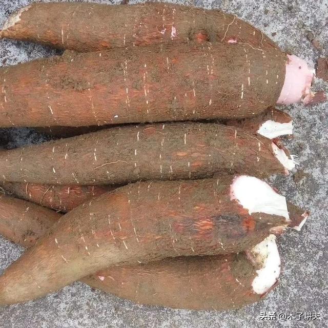 一种用树木制成的淀粉,桄榔粉制作 一种用树木制成的淀粉,桄榔粉制作