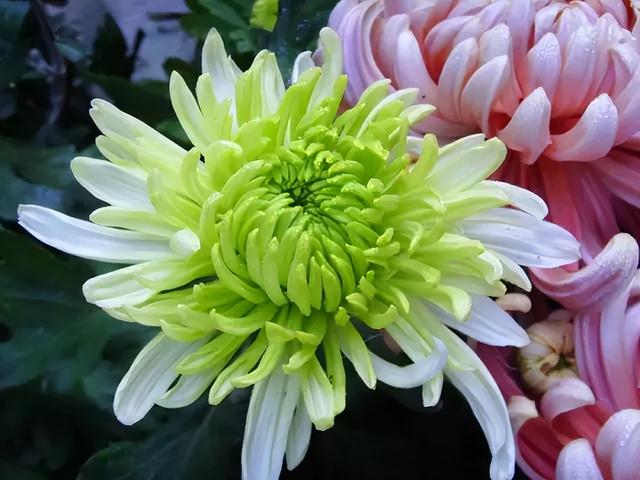 梅花象征什么，梅花象征什么青松象征什么雪花象征什么（中国十大名花排行榜）