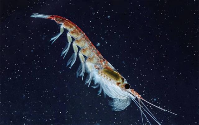 南极属于哪个国家，南极在哪个国家（距人类发现南极已有200多年）