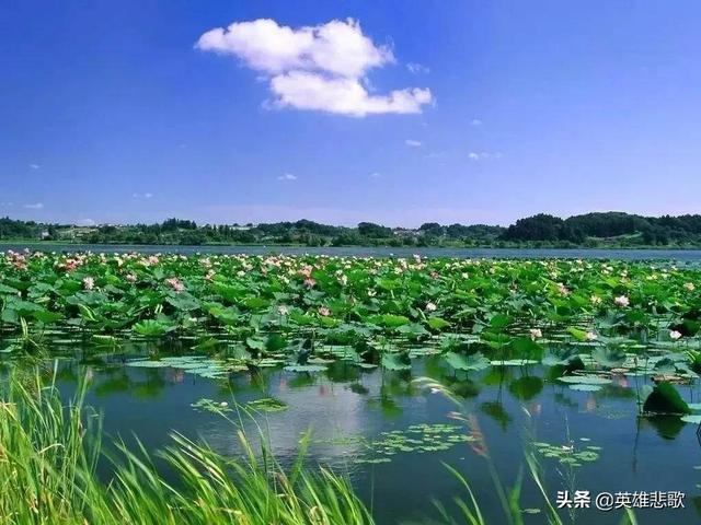 微山湖在哪，微山湖在哪个省份（微山湖本是苏鲁两省的界湖）