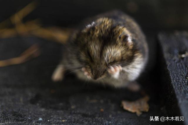 仓鼠眼睛周围发红，仓鼠眼睛周围红肿怎么办（我和仓鼠的二三事）