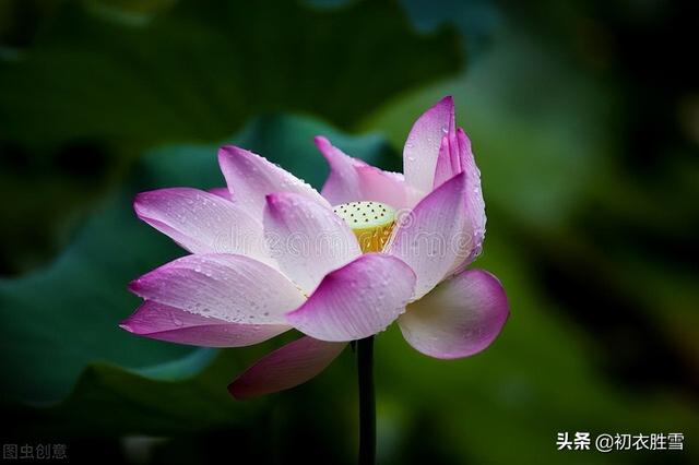 涉江采芙蓉原文及翻译，《涉江采芙蓉》原文及翻译（涉江采芙蓉六首：涉江采芙蓉）