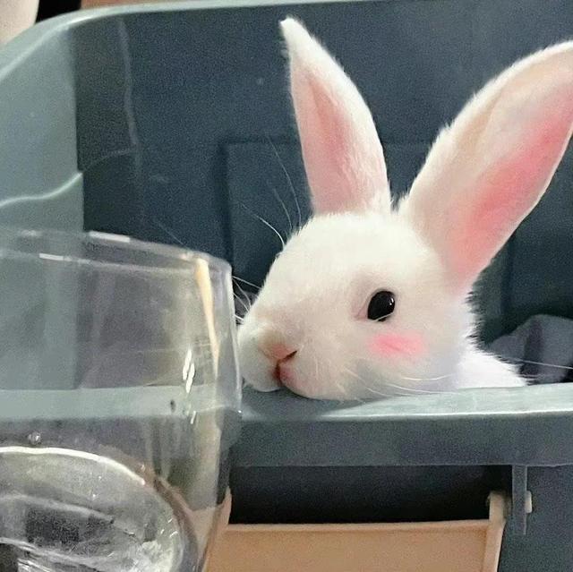 动物男头（你喜欢就好），微信头像，动物男头（你喜欢就好）（可爱头像‖很精致的小动物）