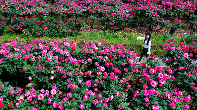 市花和市树是什么，杭州的市树和市花是什么（昆明400亩网红月季花海）