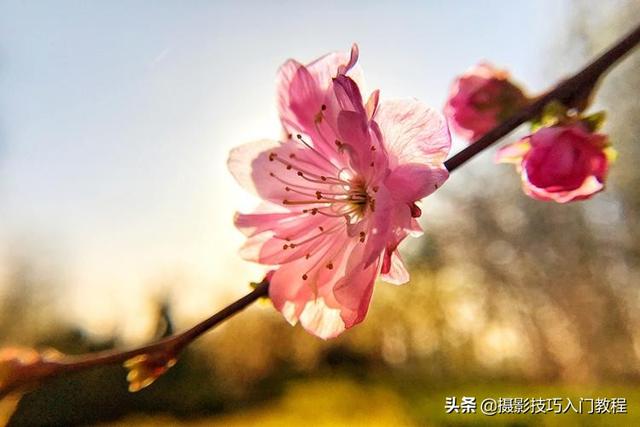 图片透明度怎么调，美图秀秀设置图片透明度（如何让花瓣呈现出半透明的通透感）