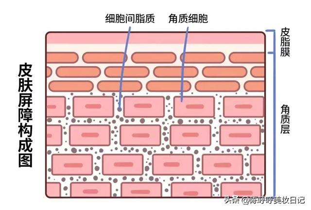 肌底精华液在哪个步骤用比较好，兰蔻小黑瓶肌底液使用顺序（精华液的正确使用顺序）