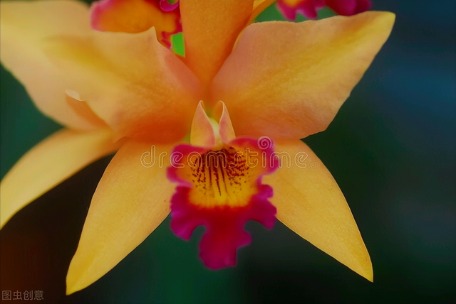 花语短句唯美句子，花语的唯美句子（一花一世界）