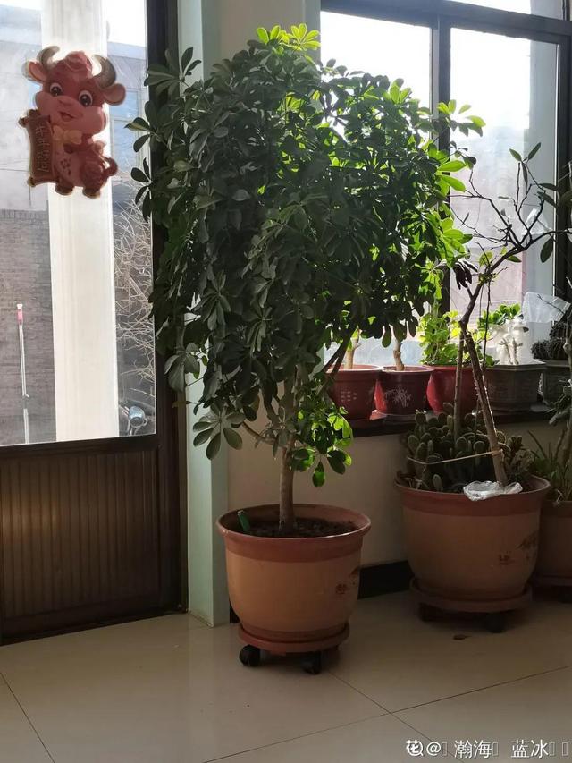 十大客厅风水植物，十大客厅风水的植物（8种树养在家）