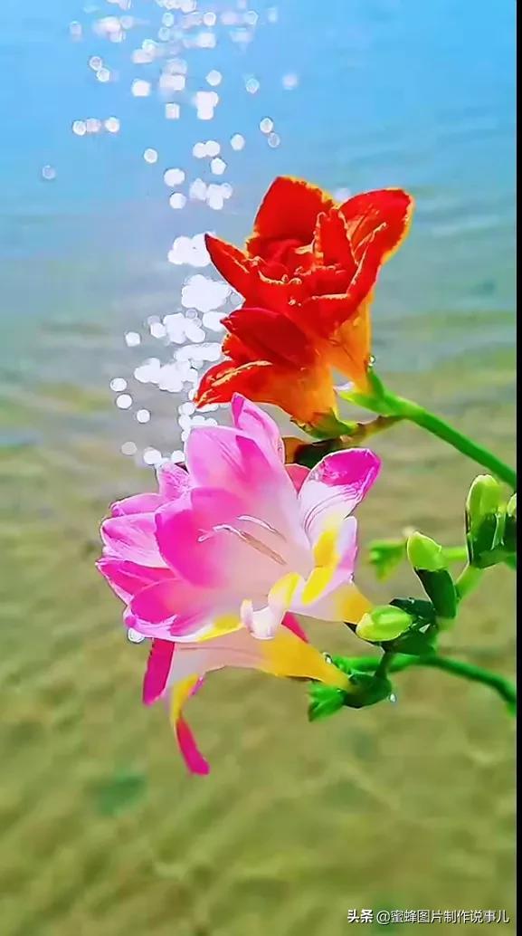 风景美图，风景美图壁纸（鲜花争艳，美景如画，过目不忘）