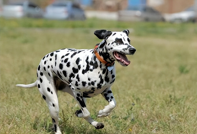 比格犬性格是怎样的，比格犬性格是怎样的图片（其实代表你的性格）