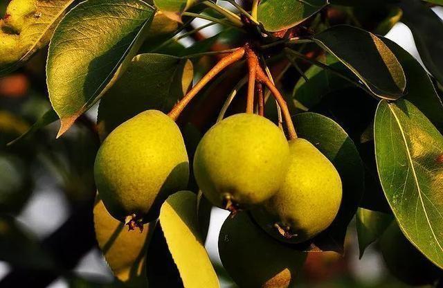 西安有哪些特色水果，陕西特色水果（水果在西安也有“盛唐气象”）