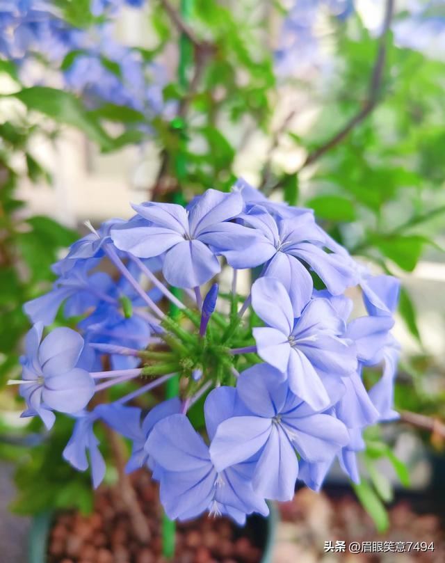 蓝雪花花语和象征意义，蓝雪花花语