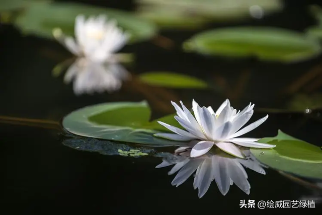 具有美好寓意的事物，具有美好寓意的东西（花草中的10大“祥瑞”品种）