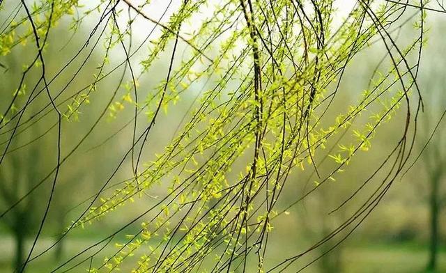 春天如约而至唯美句子，抖音春天如约而至唯美句子（独特唯美简短句子。我把美好的心情挂在春的枝头）