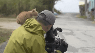 生肖牛的性格特征大盘点，十二生肖牛性格特点（社牛猫咪的6个行为特征）