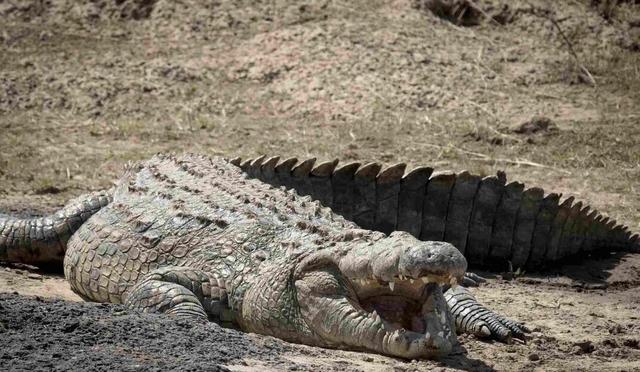 鳄鱼生活在哪里，吃什么（警方鉴定后：竟然是非洲尼罗鳄）