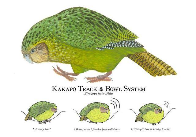 鸮和猫头鹰区别，领角鸮和猫头鹰区别（最大的鹦鹉却不会飞）