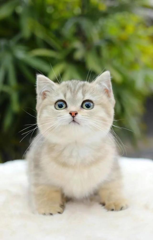 金毛狗多少钱，金毛犬的价格（一只宠物狗狗一生要花多少钱）