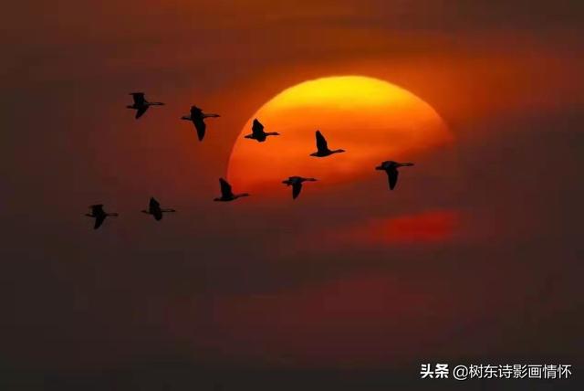 夕阳余晖的唯美诗句，落日余晖的唯美诗句（蝶恋花•落日感怀）