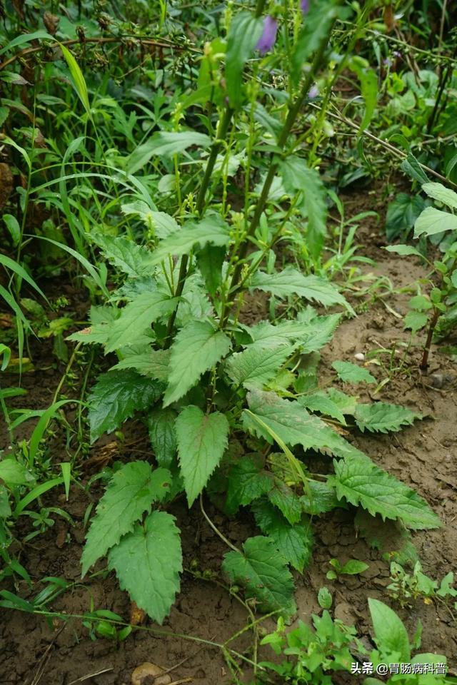 曼陀罗花的图片，曼陀罗花是什么（301味中药材的原植物彩色图谱）