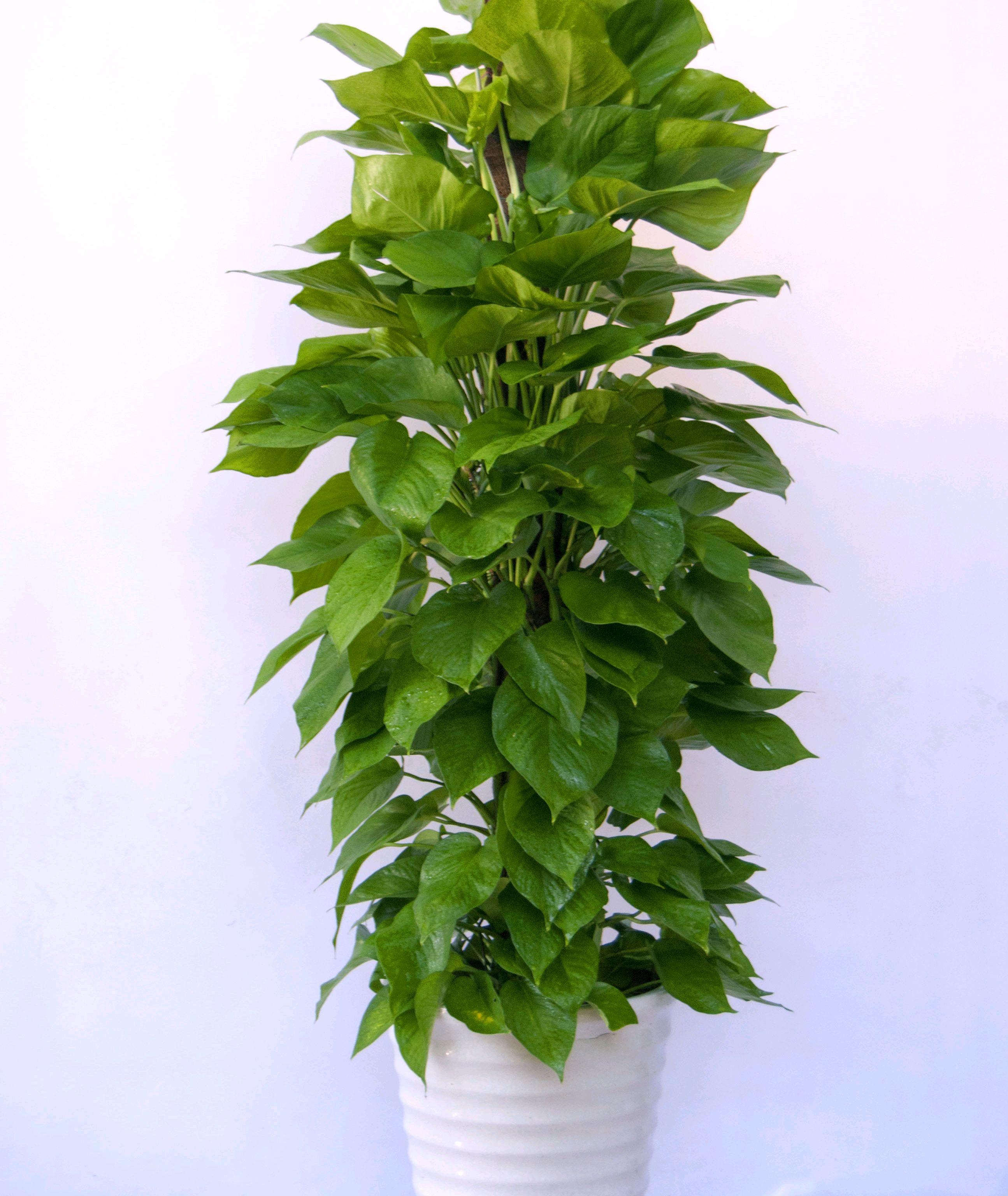 绿色植物图片(50种便宜又好养的绿植) - 赤虎壹号