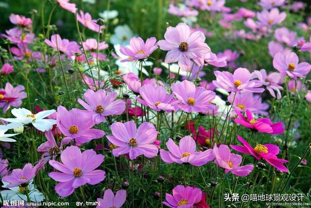 单子叶植物有哪些，各种叶子的用途（10种适合北方庭院种植的花镜植物）