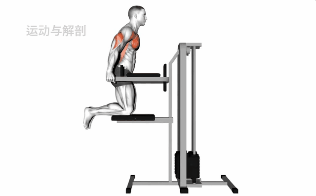 肩后束锻炼方法，哪个是练肩后束最好的动作（这8个高清动图请收好）