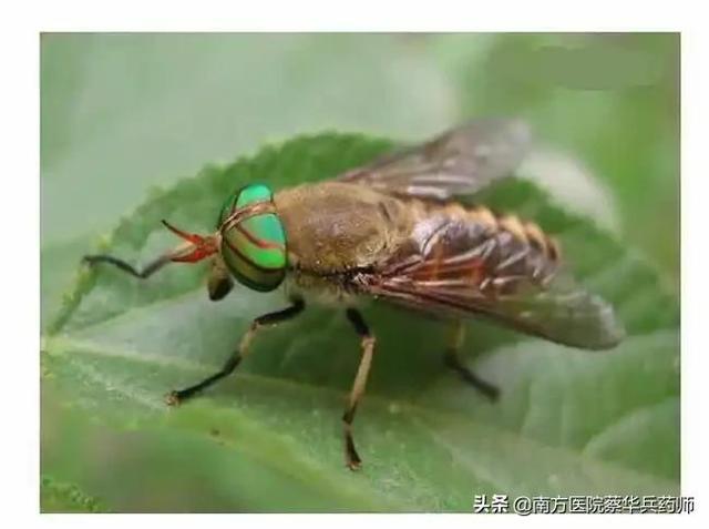 虻虫学名叫什么，虻虫的图片 药用（一味善消子宫肌瘤囊肿的中药）