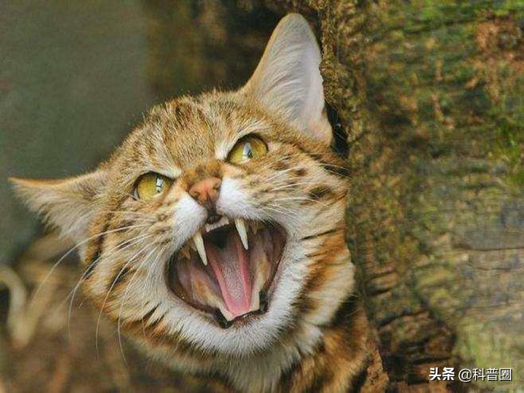 猫的生殖器(猫和狗连在一起)