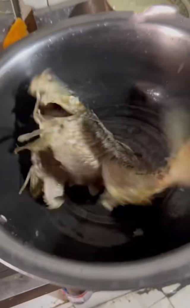 鱼的内脏解剖图，龙鱼内脏解剖图解（通体熟透、内脏掏空）