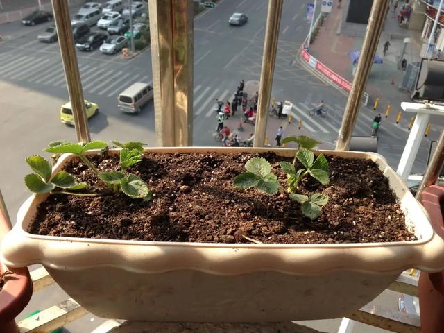 开心果是什么树的果实，开心果是什么树的果实图片大全（阳台可种“4种果”）