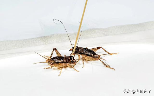 怎样斗蛐蛐，怎样斗蛐蛐儿（蟋蟀最“好斗”的季节到了）