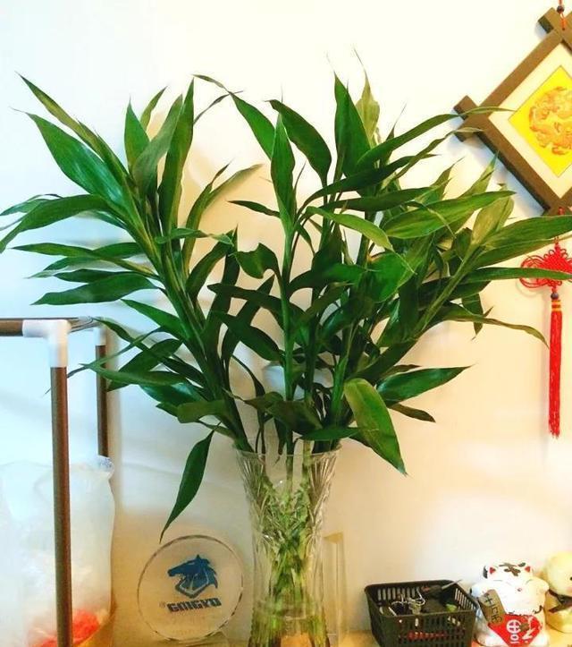 铁树开花的寓意和象征意义，铁树开花寓意和象征意义是什么（老人常说“7树开花）