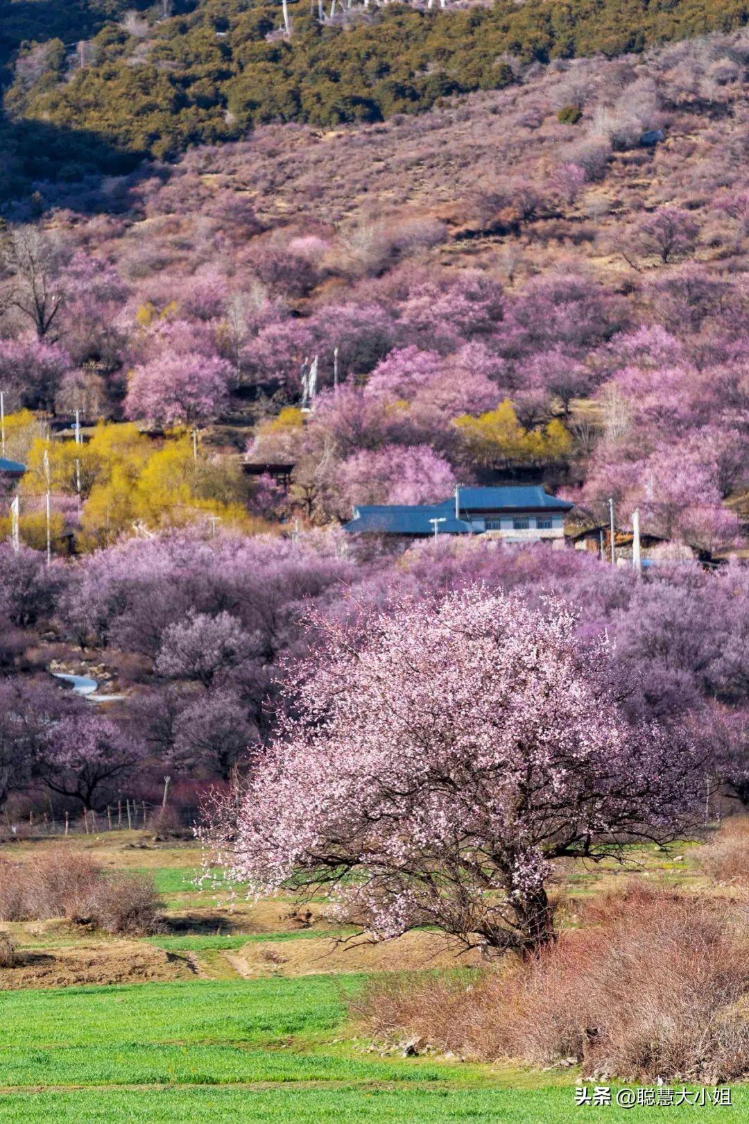 花树高清图片