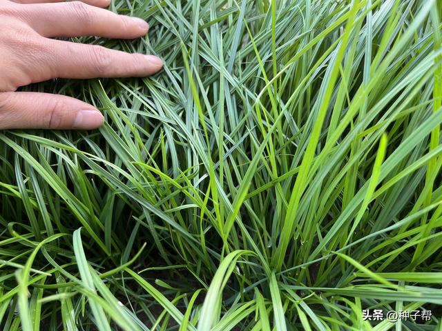 黑麦草的种植方法，黑麦草的种植方法和日常管理（种一次管6~7年）