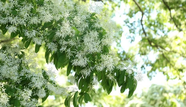 流苏是什么意思，什么的流苏（香飘十里村：千年流苏花开）