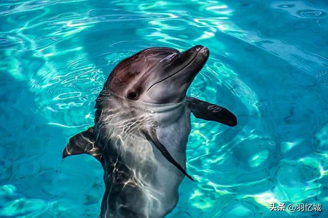 新加坡有什么特产，新加坡有什么美食特产除了肉干（宝藏级的新加坡旅游攻略）