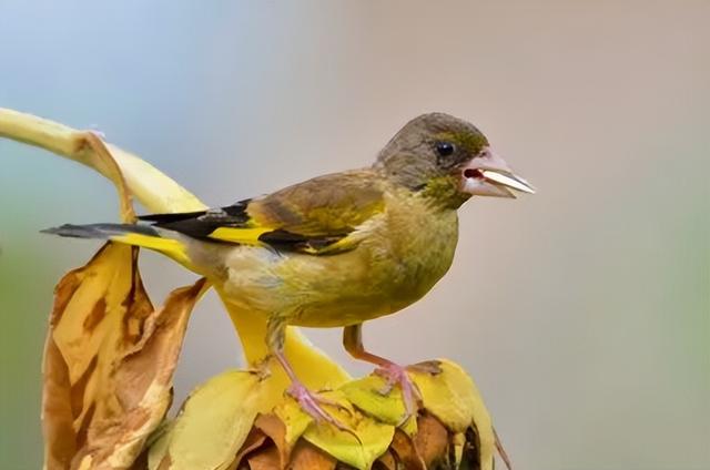 鸟怕什么声音（农民为防鸟类偷吃种子）