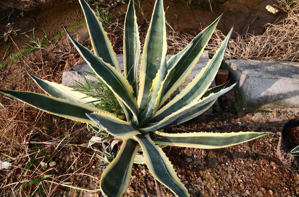 龙舌兰,也叫金边莲,黄边龙舌兰,金边假菠萝,金边龙舌兰,原产地在美洲