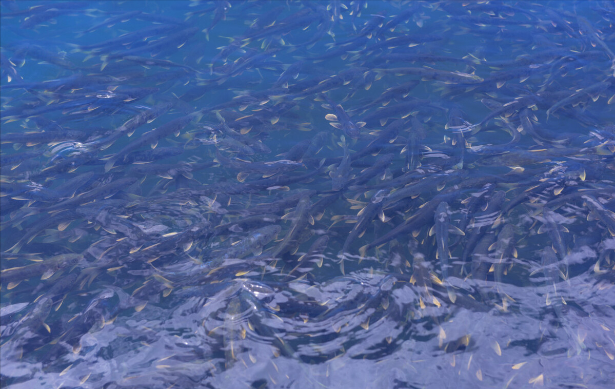 青海湖的鱼(青海湖裸鲤图片)