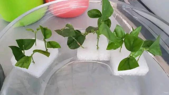 如何折花，如何折花朵简单方法（冬天不花一分钱养花）