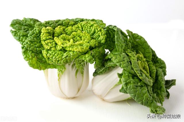 秋天适合种什么蔬菜，适合秋天种植的菜（除了白菜萝卜还能种哪些）